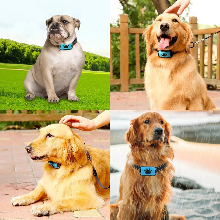 Premium dog accessory: gentle anti-bark collar for effective pet training & improved home quietness.