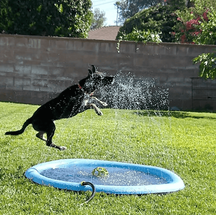 Dog sprinkler mat offering a cool outdoor summer play experience. A perfect splash pad for pets.