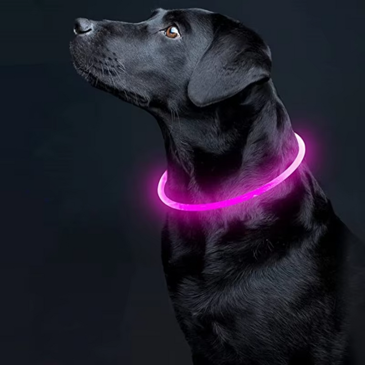 High-visibility LED dog collar. USB rechargeable for enhanced pet safety & night walking.
