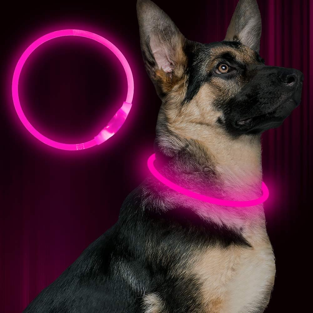 Essential dog accessory: USB rechargeable LED collar for bright visibility & night safety.
