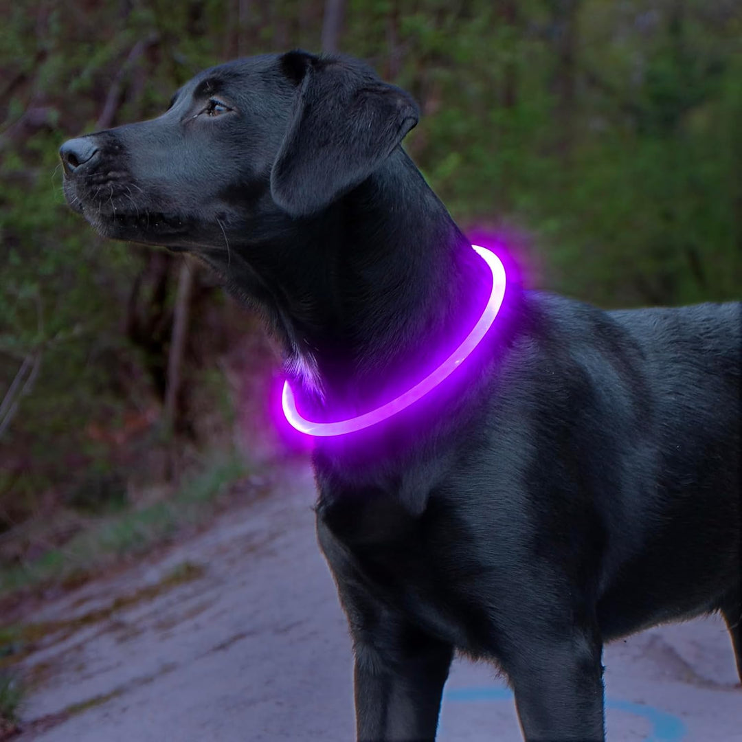 Bright LED dog collar ensures pet safety. USB rechargeable & visible for night walks.