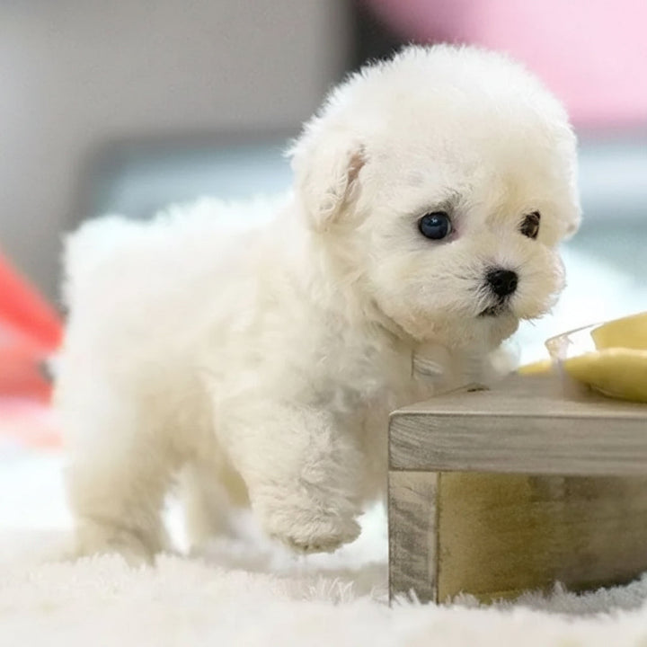 Smart robotic dog toy, an interactive electronic pet puppy. Features lifelike movements, a great companion for children.