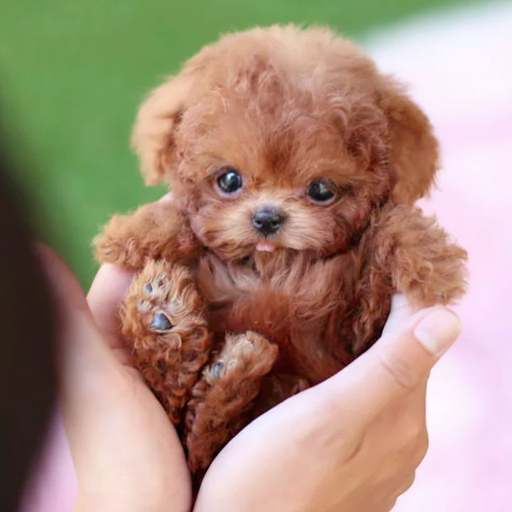 Lifelike electronic puppy companion, a smart interactive robotic dog. Perfect toy pet for kids & adults seeking a loyal friend.