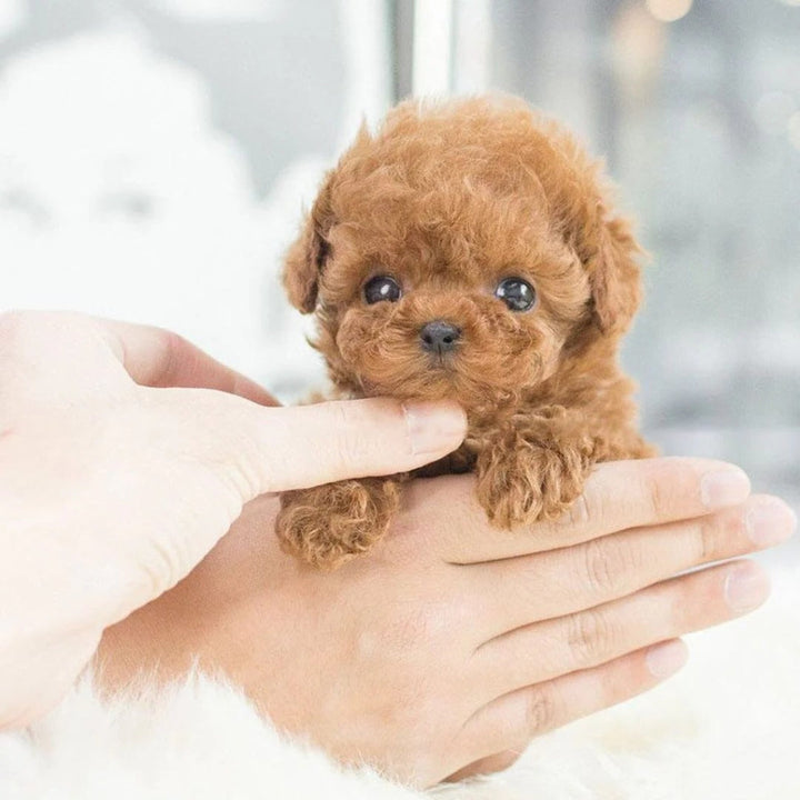 Engaging interactive robotic puppy toy, a smart electronic pet for playful kids. Offers a fun, lifelike dog companion experience.