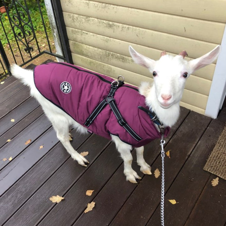 Adjustable dog winter coat with reflective harness, warm pet apparel for cold weather walks.